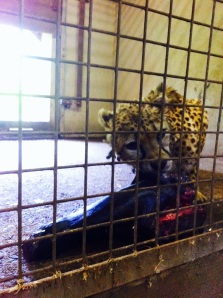 Sita the Cheetah enjoying her dinner :)